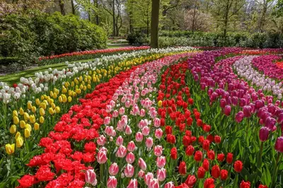 a garden of colorful tulips in a park at Pura Vida Panorama in Oud-Ade