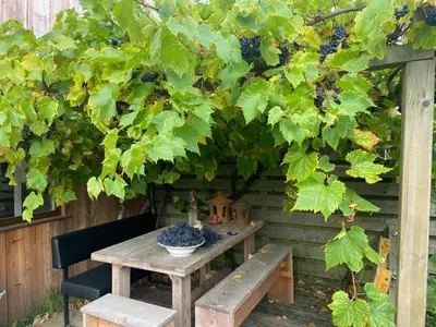 a table and bench under a bunch of grapes at Luna’s loft in Bergen