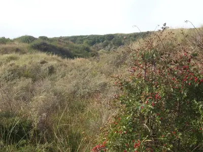 a grassy hill with a bush with red flowers at Luxe Strandhuisje op het strand van Wijk aan Zee met wifi in Wijk aan Zee