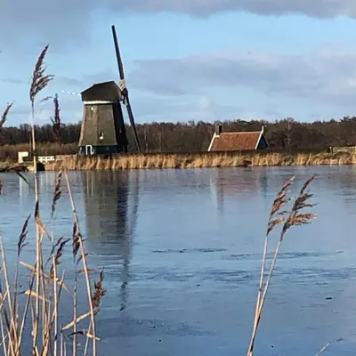 a windmill and a pond with tall grass at B&B Twiske Zuid, Amsterdam free parking in Amsterdam