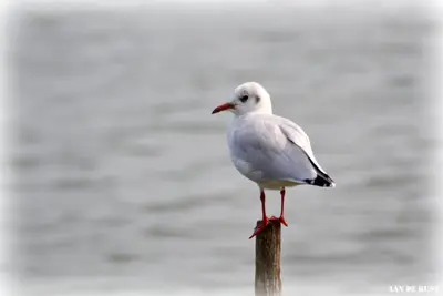 a white bird sitting on a post near the water at Zomerhuis 