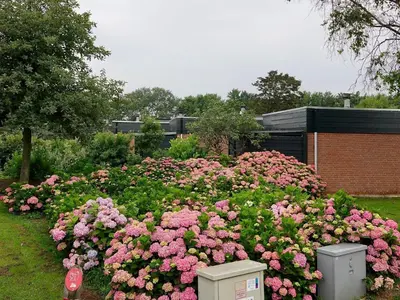 a garden of pink flowers in front of a building at Family Escape Near Keukenhof in Noordwijkerhout