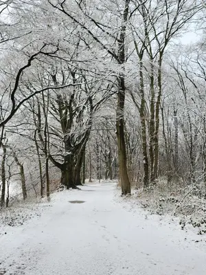 a snow covered path through a forest with trees at Huize Koempoelan in Naarden