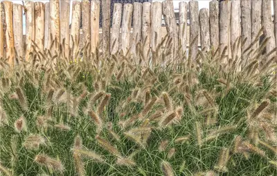 a field of tall grass next to a wooden fence at Het Station in Bergen aan Zee