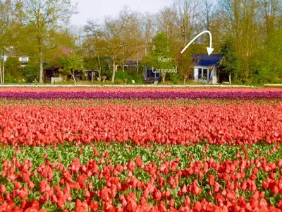 a field of colorful tulips in front of a park at Klein Langeveld in Noordwijkerhout