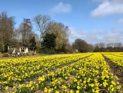 a field of yellow daffodils on a farm at Klein Langeveld in Noordwijkerhout