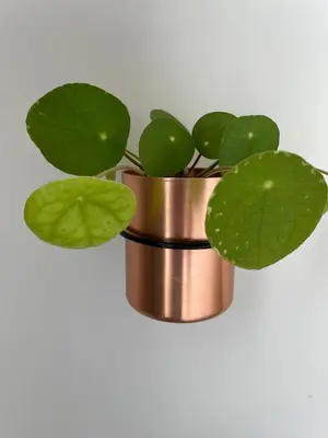 a plant in a metal pot with green leaves at Bed & Beach Amsterdam in Amsterdam