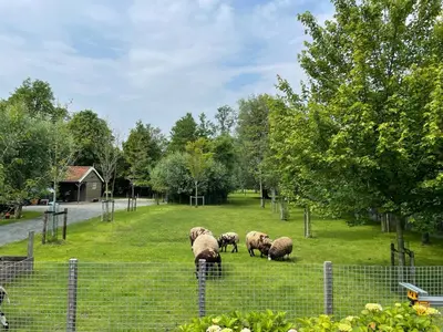 a herd of sheep grazing in a field at Flora’s B&B in Landsmeer