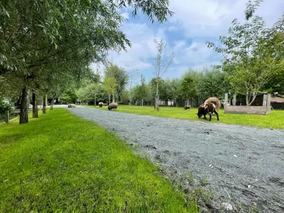 a group of animals walking down a dirt road at Flora’s B&B in Landsmeer
