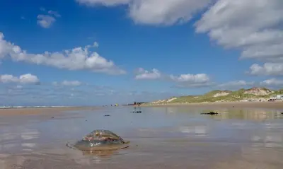 a turtle laying in the water on a beach at Droomvakanties Egmond Appartement van Speijk in Egmond aan Zee