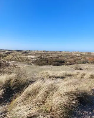 a field of tall grass with a blue sky in the background at Studio Waves in Egmond aan Zee