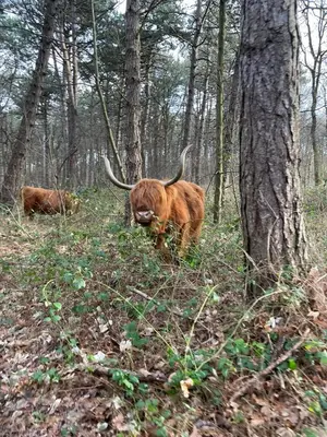 a cow with horns standing in the woods at Studio Waves in Egmond aan Zee