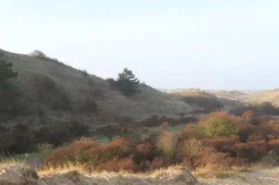 a grassy hill with bushes and trees on it at Studio Waves in Egmond aan Zee