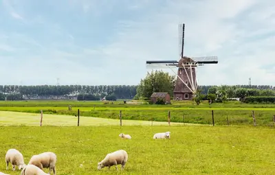 a herd of sheep grazing in a field with a windmill at Dromen in de duinen by Droomvilla in Sint Maarten