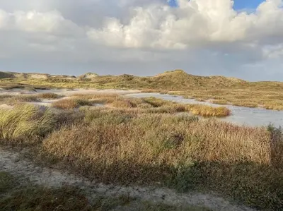 a river in the middle of a field with tall grass at Slapen tussen de duinen by Droomvilla in Sint Maarten