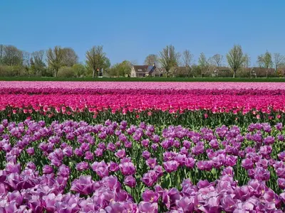 a field of pink and purple tulips in a field at De Wielen 58 in Sint Maarten