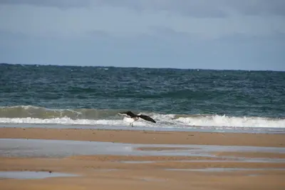 a bird standing on the beach near the ocean at Appartement met frontaal zeezicht in Bloemendaal in Bloemendaal