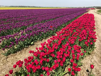 a field of red and purple tulips in a field at Cosy appartment in Alkmaar
