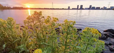 a bush with yellow flowers in front of a body of water at Inntermezzo in Almere