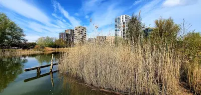 a river with tall grass and buildings in the background at Inntermezzo in Almere