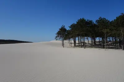 a field of white sand with trees in the background at Quetzal in Schoorl