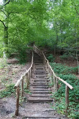 a set of stairs in a forest with trees at Quetzal in Schoorl