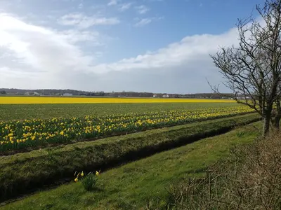 a field of yellow tulips in a field at Duinnest in Noordwijkerhout