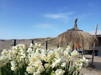 a bunch of white flowers in front of a straw hut at Duinnest in Noordwijkerhout