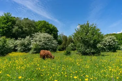 a brown cow grazing in a field of flowers at EuroParcs Het Amsterdamse Bos in Amstelveen