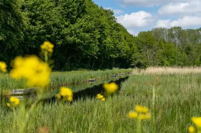 a field of yellow flowers in a field of grass at EuroParcs Het Amsterdamse Bos in Amstelveen