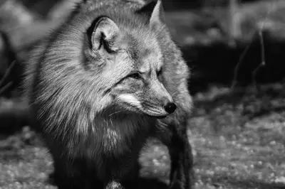 a wolf is walking in the grass at VILLA CALMA Rust Ruimte Luxe inclusief private jacuzzi in Zeewolde