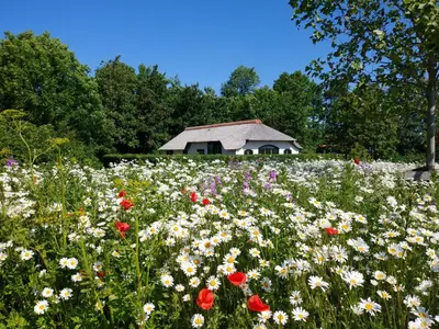 a field of flowers with a building in the background at Mariahoeve-Logies #Polderhuisje in Woubrugge