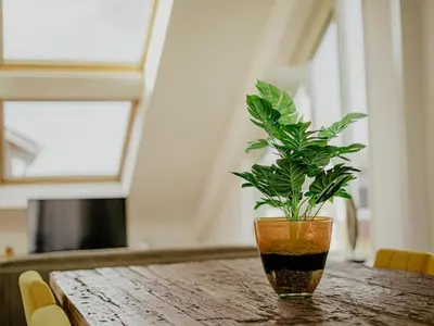 a plant in a vase sitting on a wooden table at Penthouse with Lake Views in Uitgeest