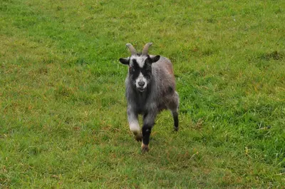 a goat running through a field of grass at Gypsy Waggon - A villa on wheels in Amsterdam