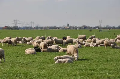 a herd of sheep grazing in a field of grass at Gypsy Waggon - A villa on wheels in Amsterdam