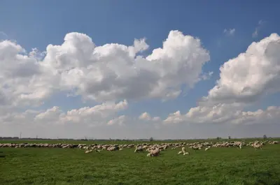 a herd of sheep grazing in a green field at Gypsy Waggon - A villa on wheels in Amsterdam