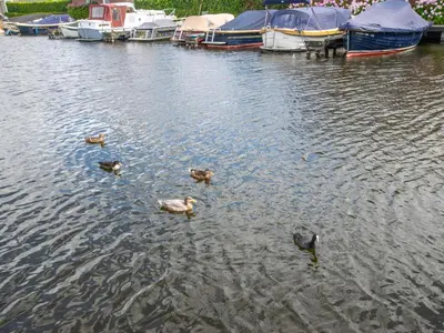 a group of ducks swimming in the water with boats at Blauwborst 24-20 in Breukelen