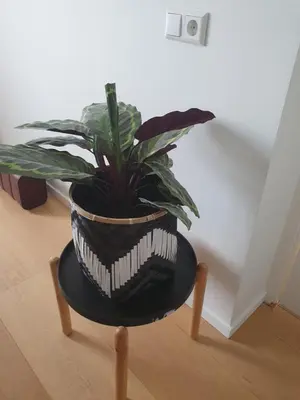 a potted plant sitting on top of a table at Big Room in Amsterdam