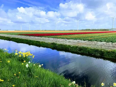 a field of tulips with a river in the middle at De Windroos | Atelier Aan Zee in Groet