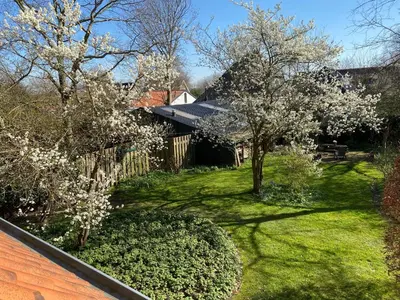 a yard with flowering trees and a fence at De Windroos | Atelier Aan Zee in Groet