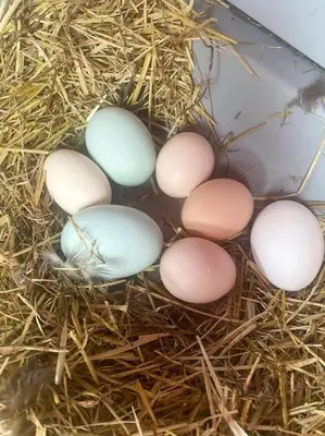 a group of eggs sitting in a nest of hay at Bed & Wellness Klein Knorrestein with private hottub and sauna and tandembike rental included in price in Almere