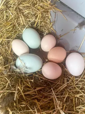 a group of eggs sitting in a nesting box at Bed & Wellness Klein Knorrestein with private hottub and sauna and tandembike rental included in price in Almere