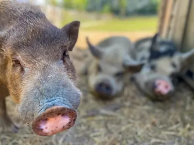 a group of pigs laying on the ground at Bed & Wellness Klein Knorrestein with private hottub and sauna and tandembike rental included in price in Almere