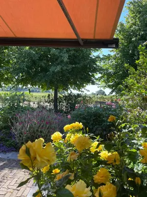 a garden of yellow flowers with a tree in the background at Hestar Husid, het luxe paardenhuis in Weesp