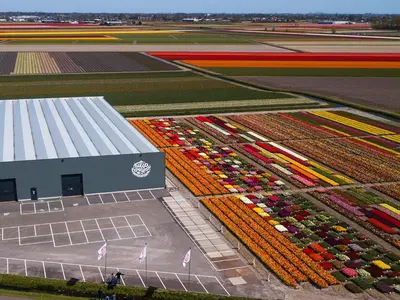 an overhead view of a flower field with tulips at Luxe appartement dichtbij strand en zee, in het hart van de bollenstreek in Noordwijkerhout