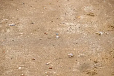 a sandy beach with shells and rocks in the sand at De Kroft Beach Residences Noordwijk aan Zee in Noordwijk