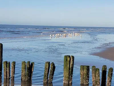 a group of birds standing in the water on a beach at pension canberra in Bergen aan Zee