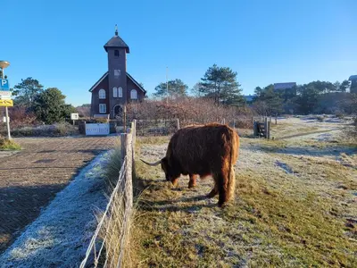 a cow grazing in a field next to a fence at pension canberra in Bergen aan Zee