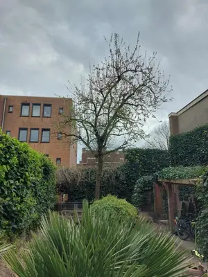 a tree in a garden next to a building at Saya Boutique Hotel in Amersfoort