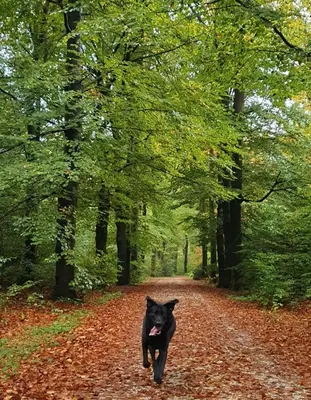 a black cat walking down a road in the woods at Luxe vakantiehuis met omheinde tuin voor hond en kinderen in Dirkshorn
